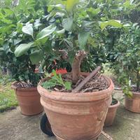 Pianta di limone in vaso