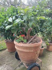 Pianta di limone in vaso