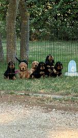 Cuccioli di cocker spaniel inglese