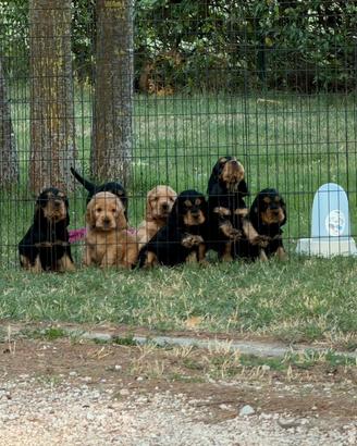 Cuccioli di cocker spaniel inglese