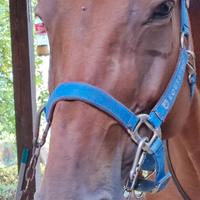 cavezza  equestro per cavallo taglia cob