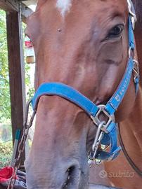 cavezza  equestro per cavallo taglia cob