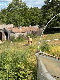 Cavallo