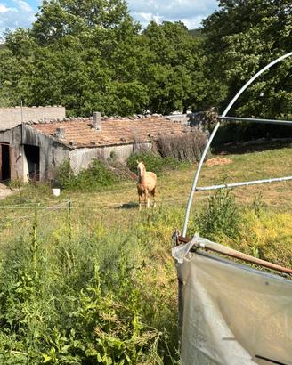 Cavallo