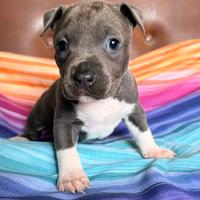 Amstaff Blue: Cuccioli Disponibili