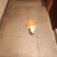 Martina la tartaruga 