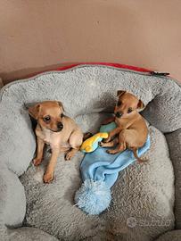 Cuccioli di pinscher