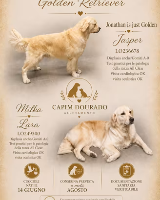 Cuccioli Golden Retriever