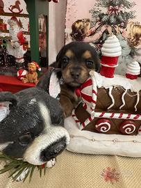 Chihuahua pincher mini mini