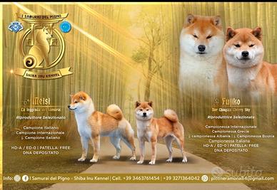 Cuccioli di shiba inu originali con pedigree
