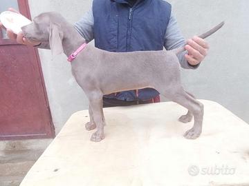 Cuccioli di Weimaraner