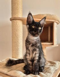 Maine coon black smoke 3 mesi