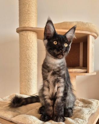 Maine coon black smoke 3 mesi