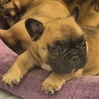 Cuccioli bulldog francese