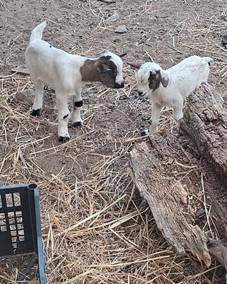 Coppia capretti nani tibetani
