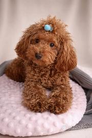 Barboncino toy cucciolo