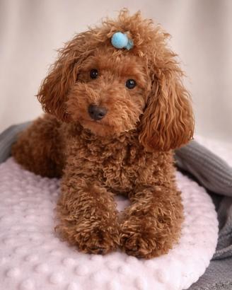 Barboncino toy cucciolo