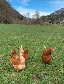 Galline ovaiole