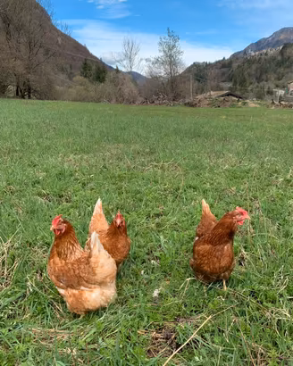 Galline ovaiole