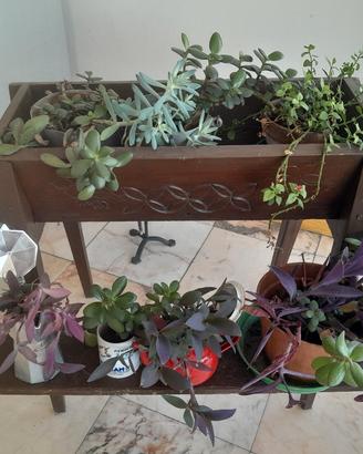 Piante per la tua casa  a prezzi differenti