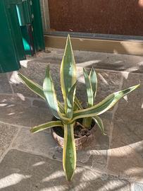 Agave americana e variegata
