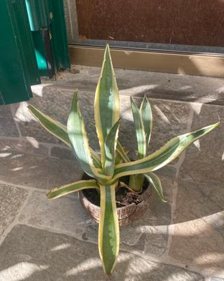 Agave americana e variegata