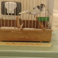 Canarini da canto timbrado spagnolo