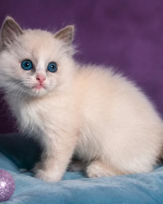 Cucciolo ragdoll blu bicolor