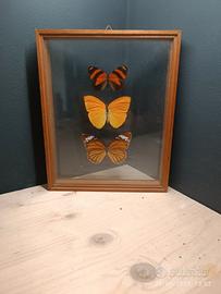 quadri con farfalle 
