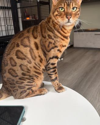 Gatto del bengala
