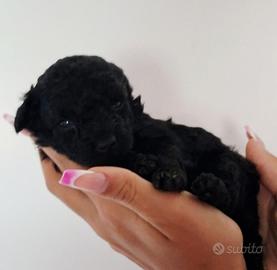 Cuccioli Barboncino Toy Nero