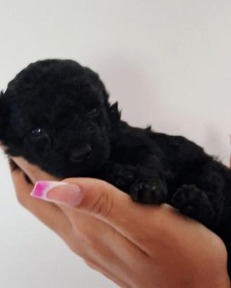 Cuccioli Barboncino Toy Nero