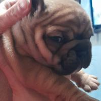 Bulldog francese esotico