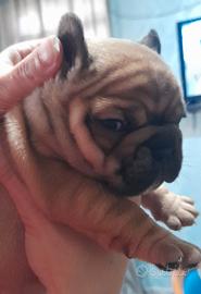 Bulldog francese esotico