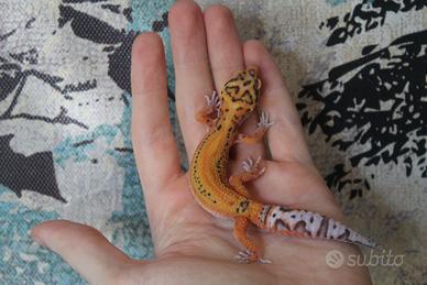 Geco leopardino