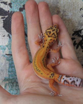 Geco leopardino