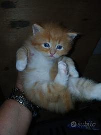 Gattini siberiani