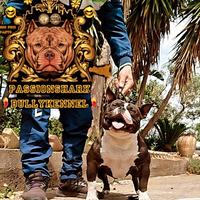 American bully maschio