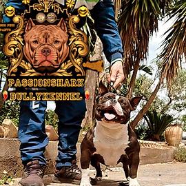 American bully maschio