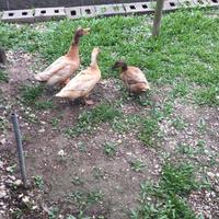 Pulcini anatra campbell kaki