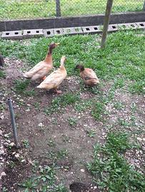 Pulcini anatra campbell kaki