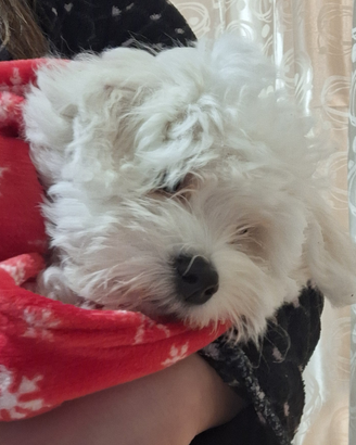 Maltese piccolo