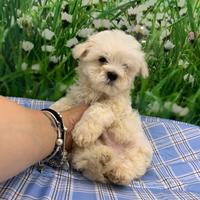 Cuccioli maltese toy femmina e maschi