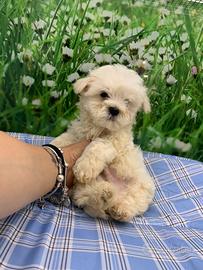 Cuccioli maltese toy femmina e maschi