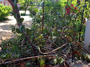 PIANTA SEMPRE VERDE PER CASA O GIARDINI