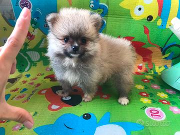 Maschietto spitz di pomerania