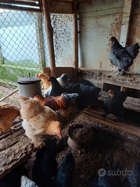 Animali da cortile
