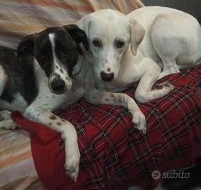 Kira e Kinder: cessione di proprietà