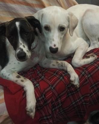 Kira e Kinder: cessione di proprietà