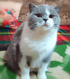 British shorthair